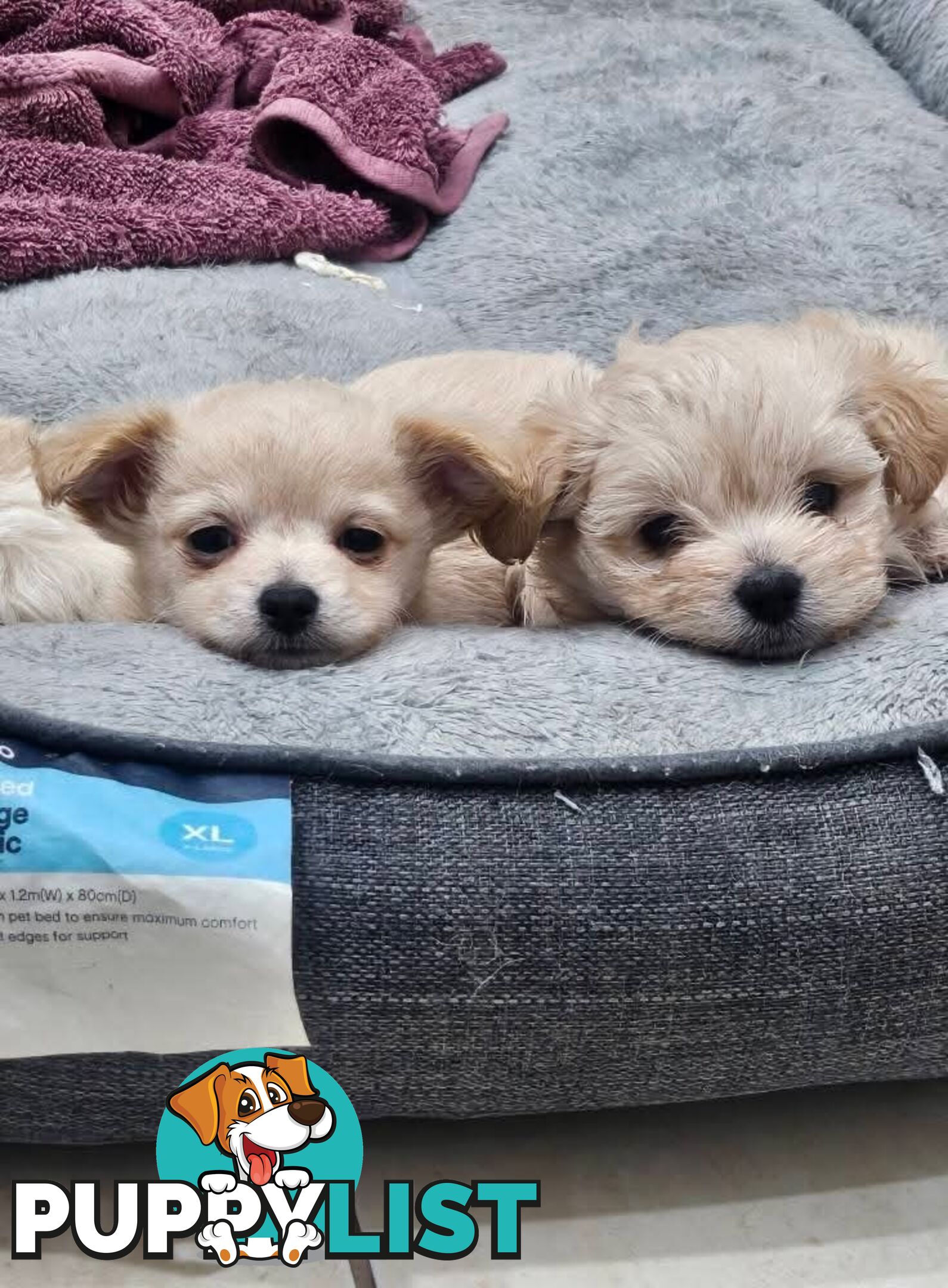 Maltese x Pomeranian puppies