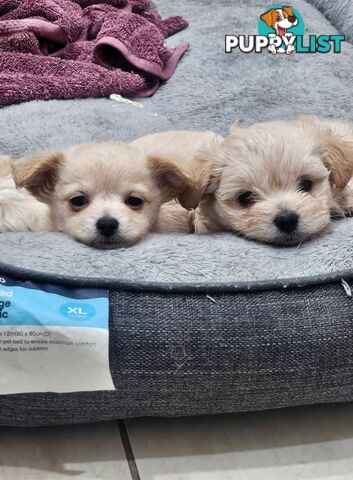 Maltese x Pomeranian puppies