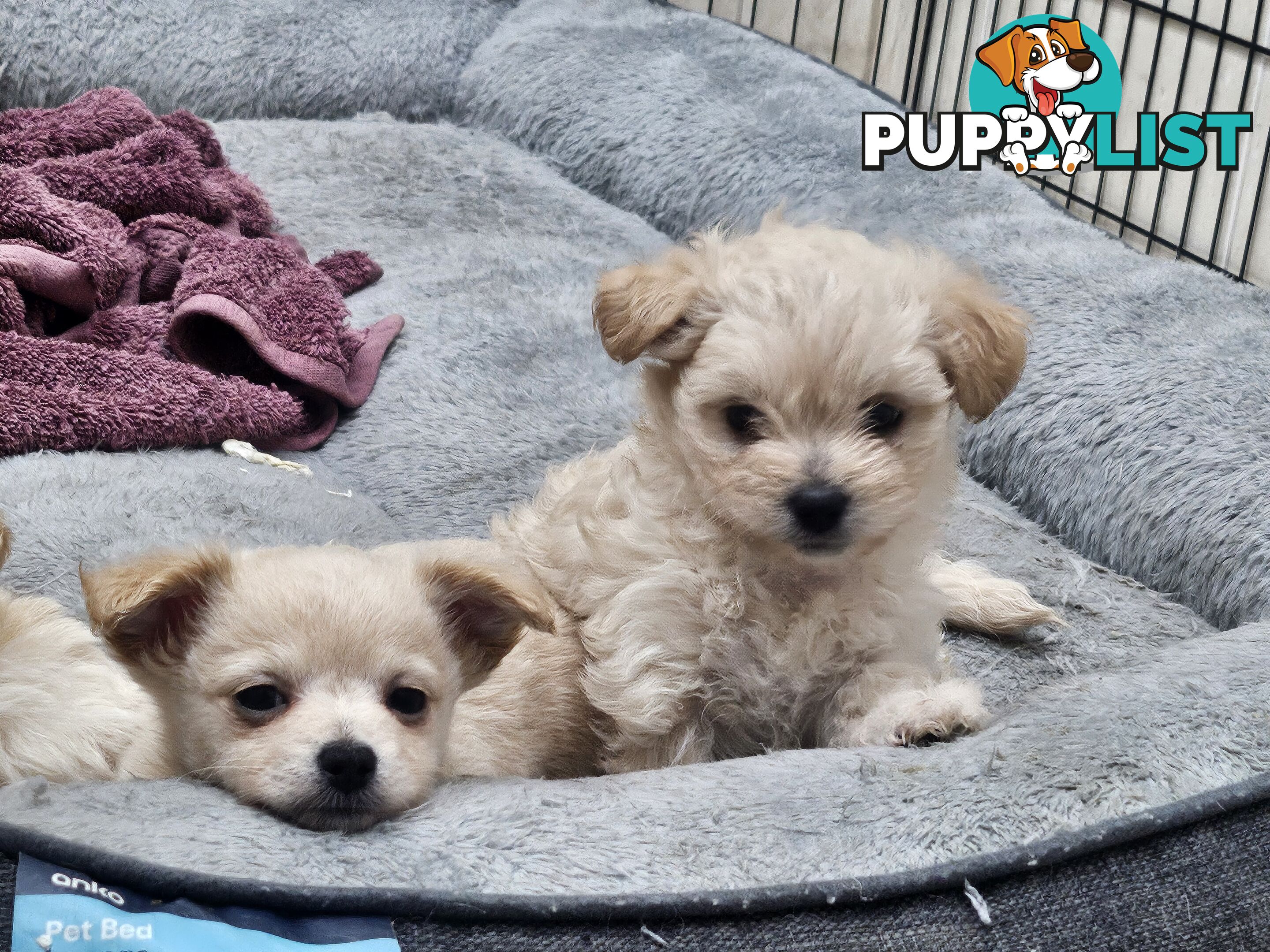 Maltese x Pomeranian puppies
