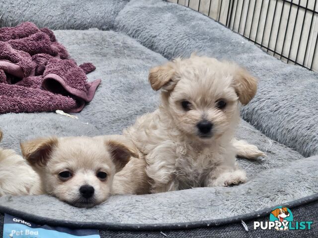 Maltese x Pomeranian puppies