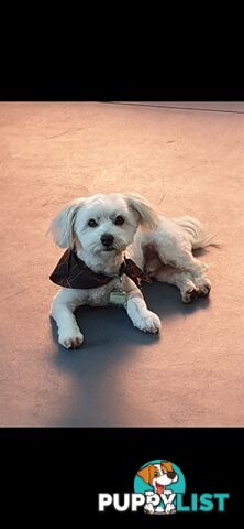 Maltese x Pomeranian puppies