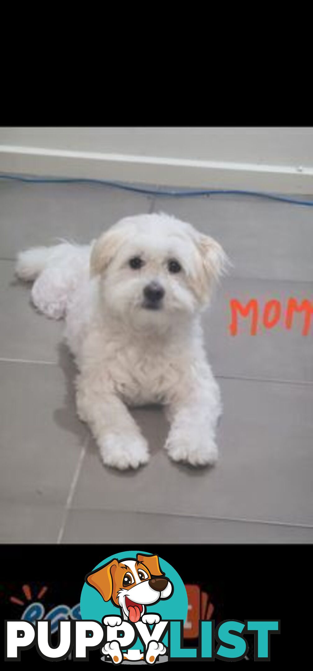 Maltese X Pomenarian