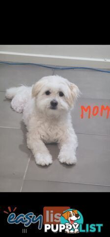 Maltese X Pomenarian