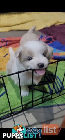 Maltese X Pomenarian