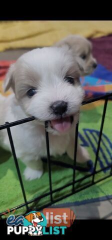 Maltese X Pomenarian