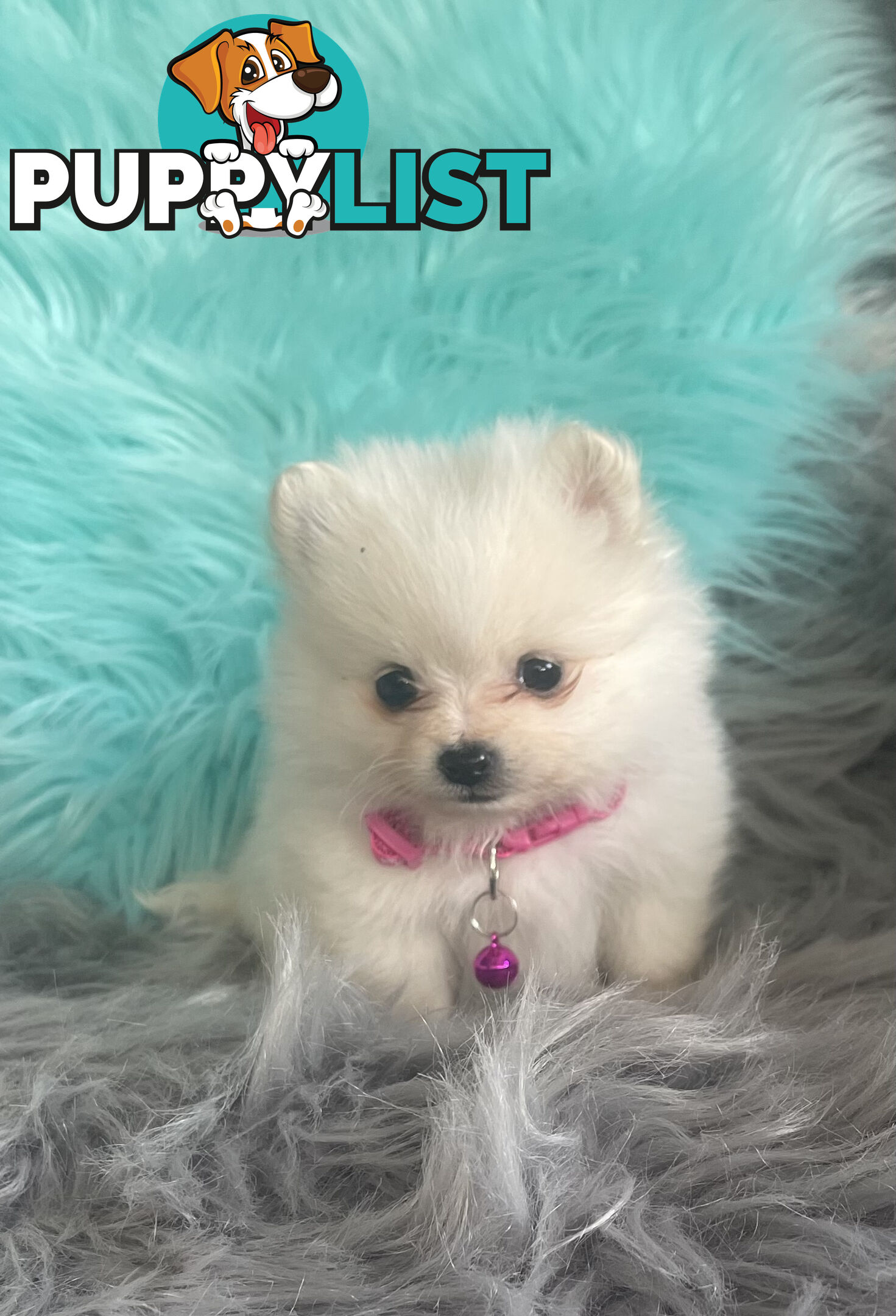 Pomeranian