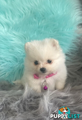 Pomeranian