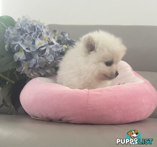 Pomeranian