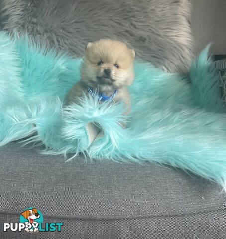 Pomeranian