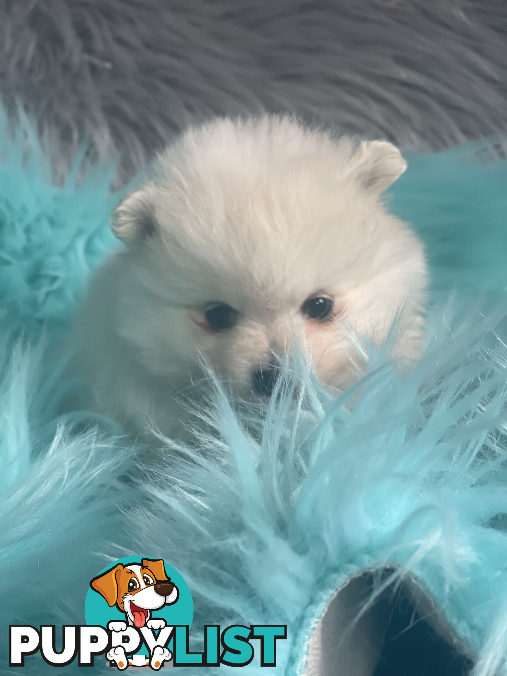 Pomeranian