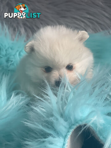 Pomeranian