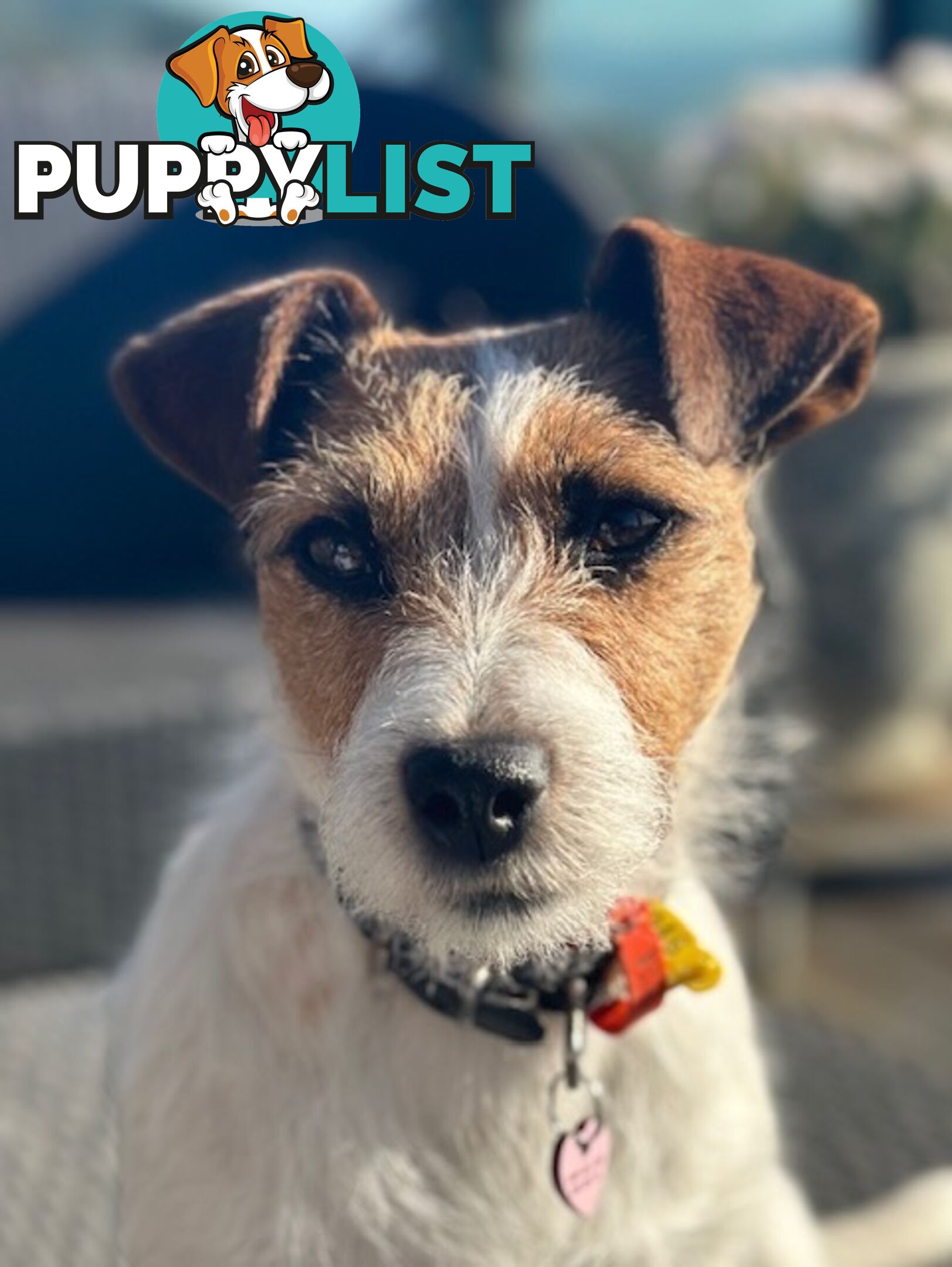 Purebred Jack Russell Wire Haired Puppies