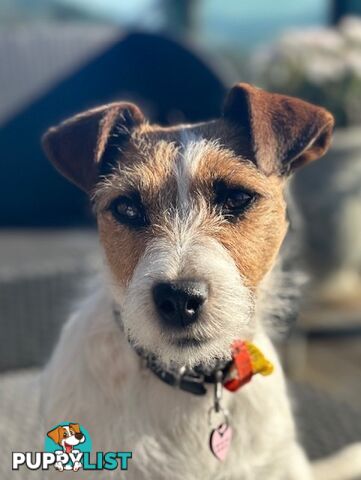 Purebred Jack Russell Wire Haired Puppies