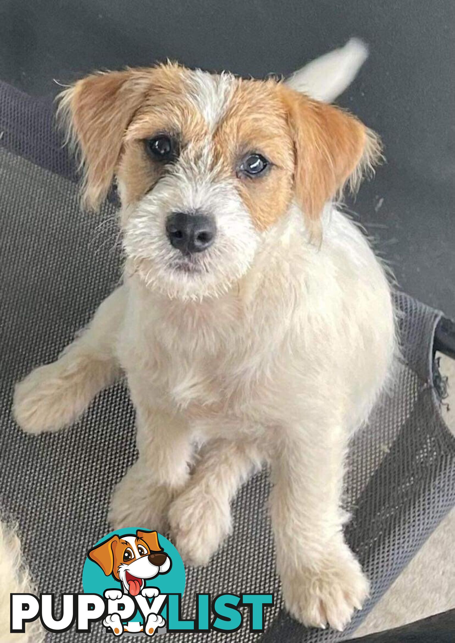 Purebred Jack Russell Wire Haired Puppies