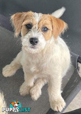 Purebred Jack Russell Wire Haired Puppies