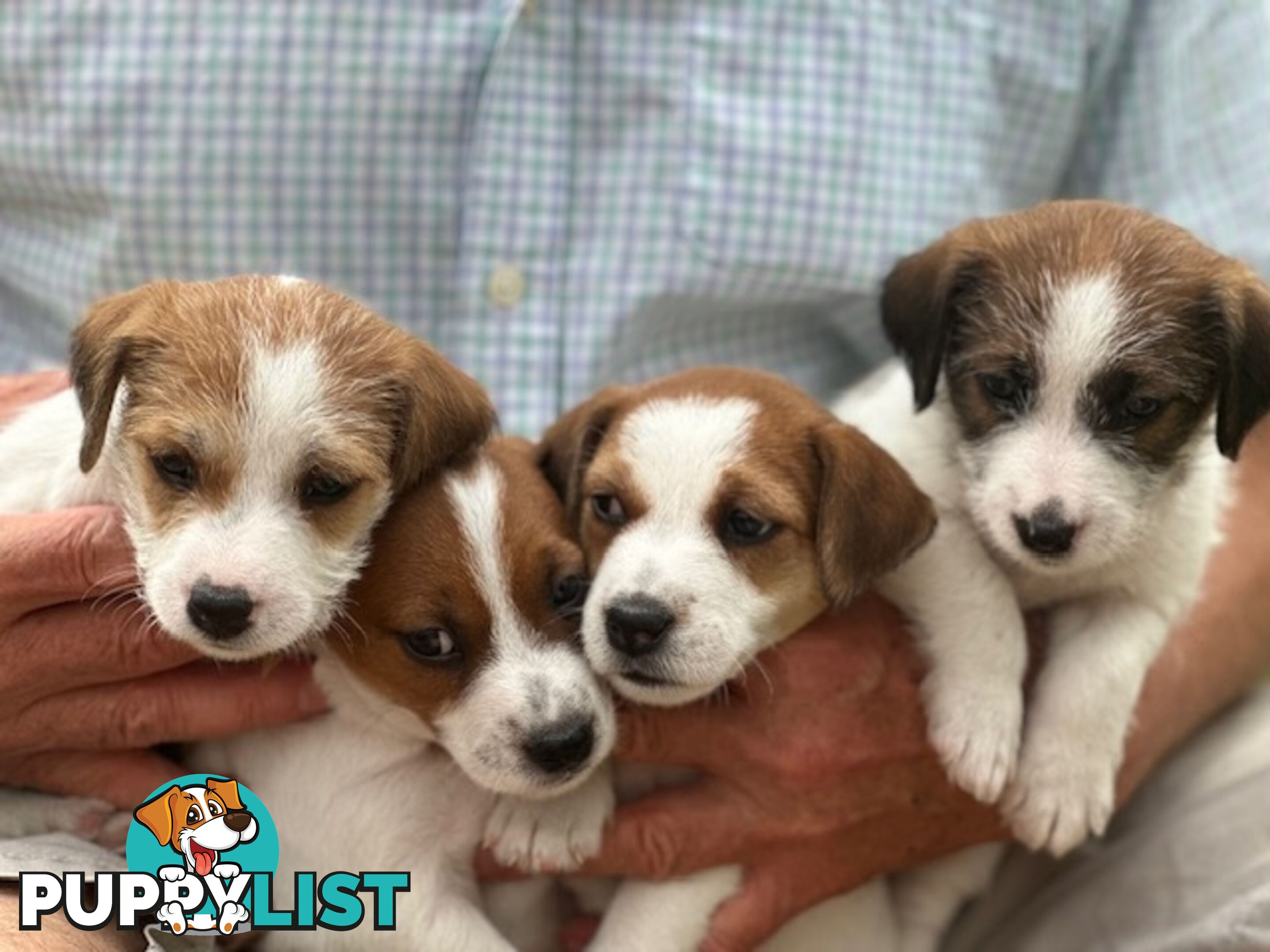 Purebred Jack Russell Wire Haired Puppies