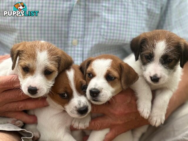 Purebred Jack Russell Wire Haired Puppies