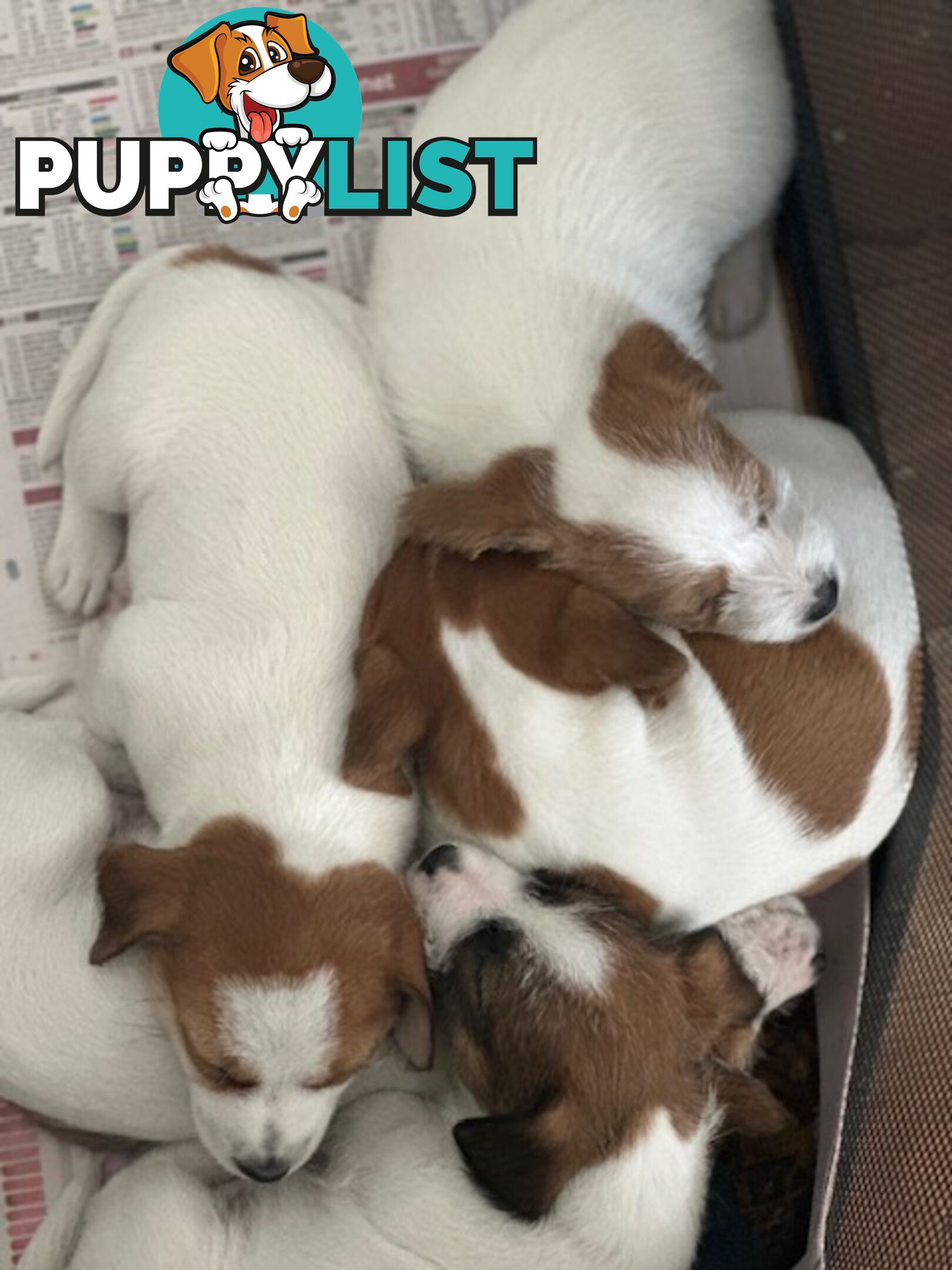 Purebred Jack Russell Wire Haired Puppies