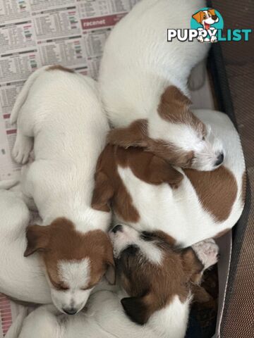 Purebred Jack Russell Wire Haired Puppies