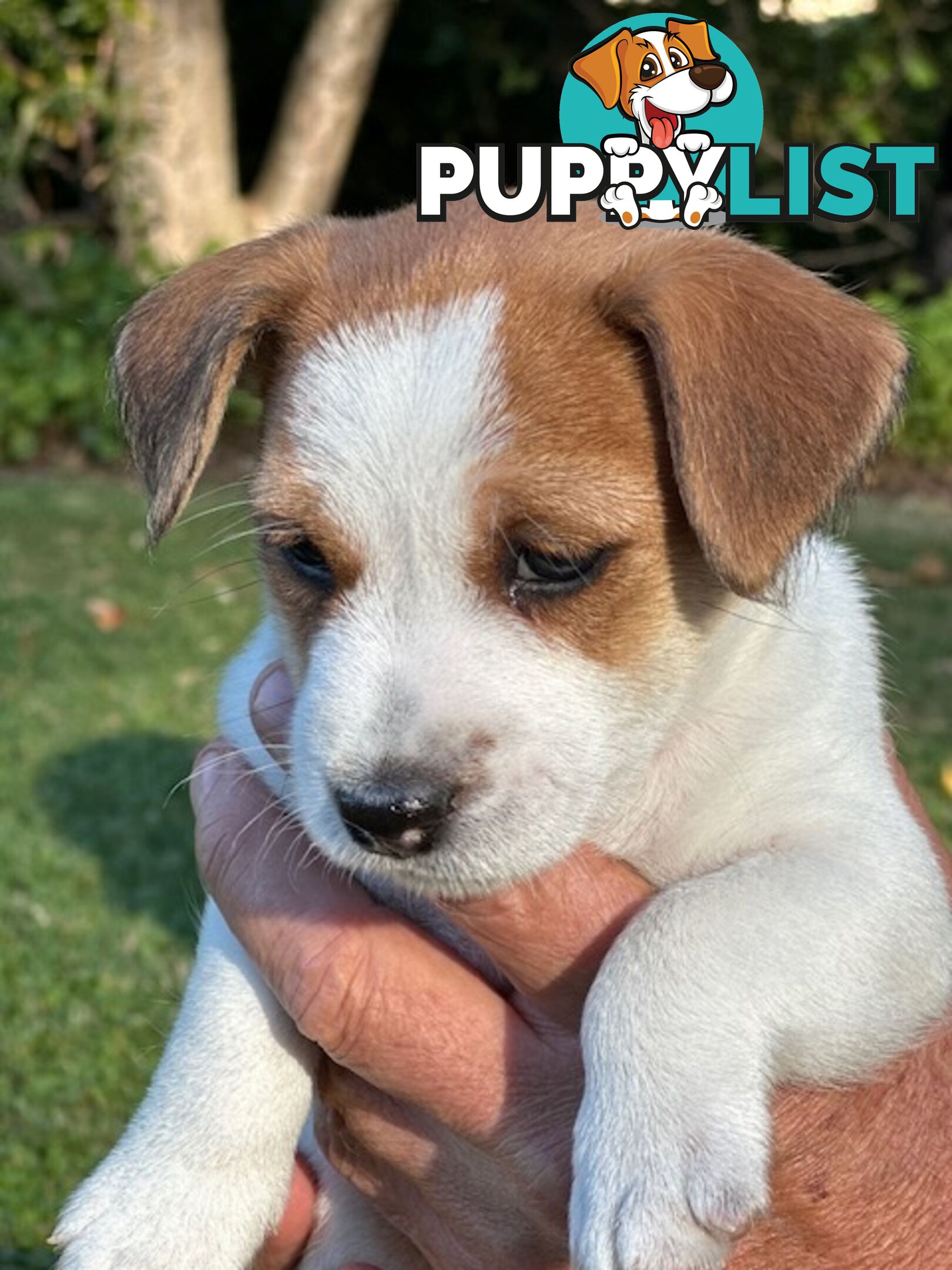 Purebred Jack Russell Wire Haired Puppies