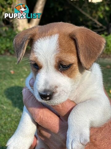 Purebred Jack Russell Wire Haired Puppies