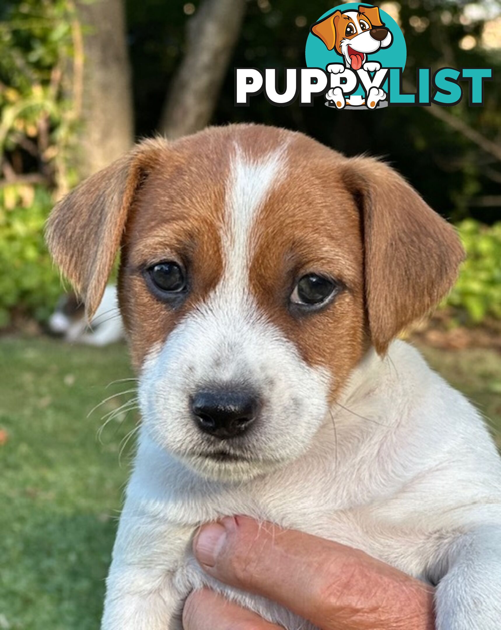 Purebred Jack Russell Wire Haired Puppies