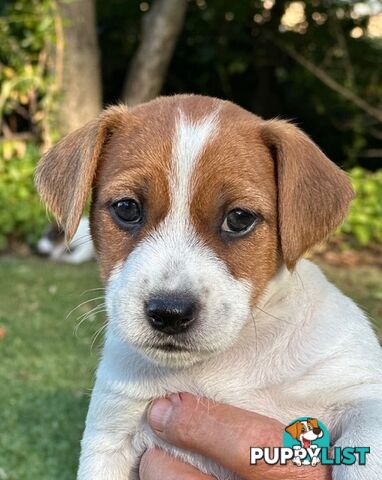 Purebred Jack Russell Wire Haired Puppies