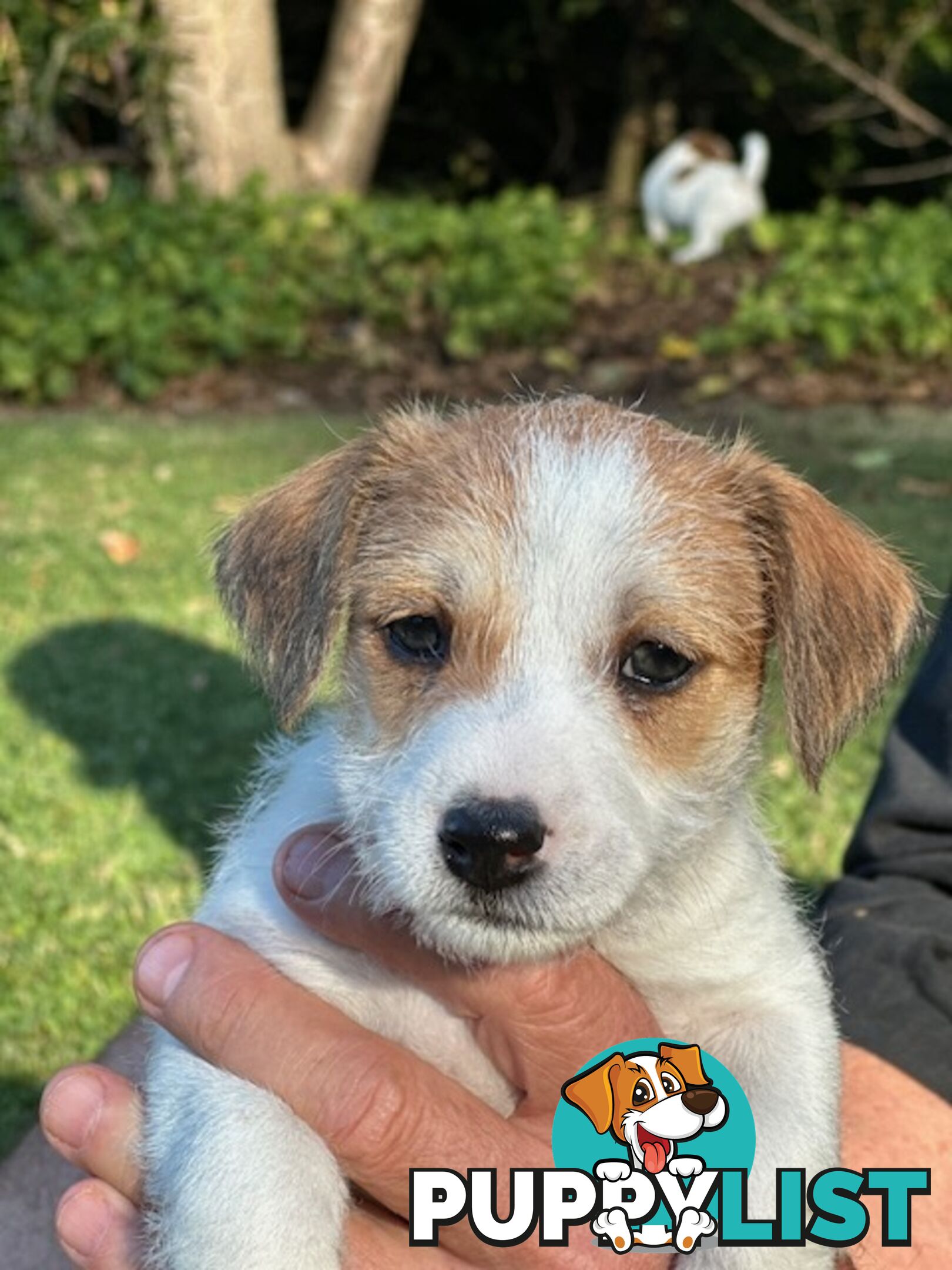 Purebred Jack Russell Wire Haired Puppies