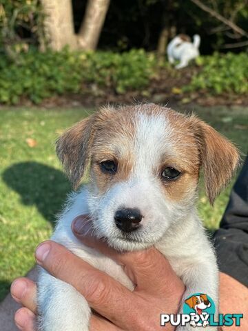 Purebred Jack Russell Wire Haired Puppies