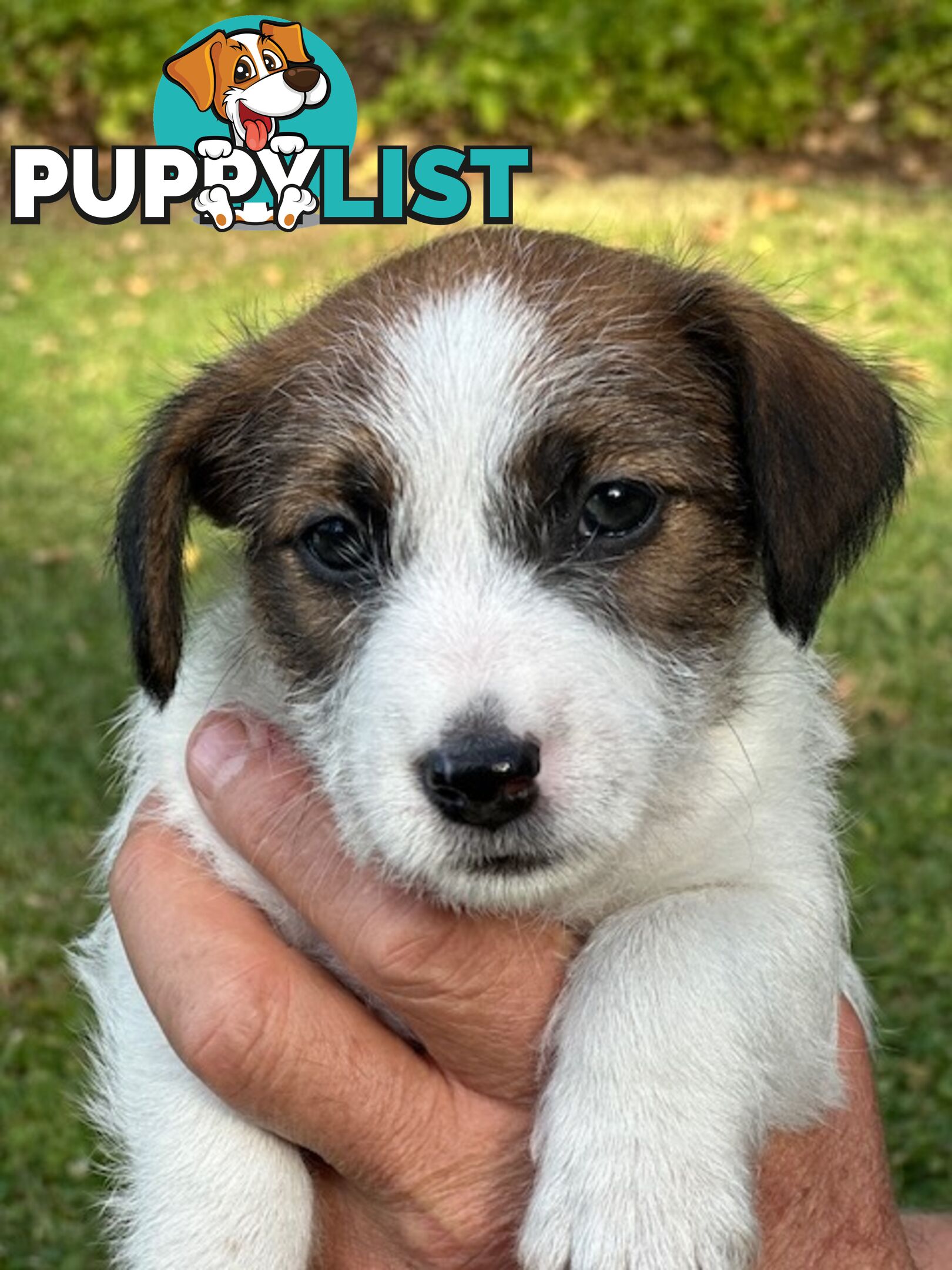 Purebred Jack Russell Wire Haired Puppies