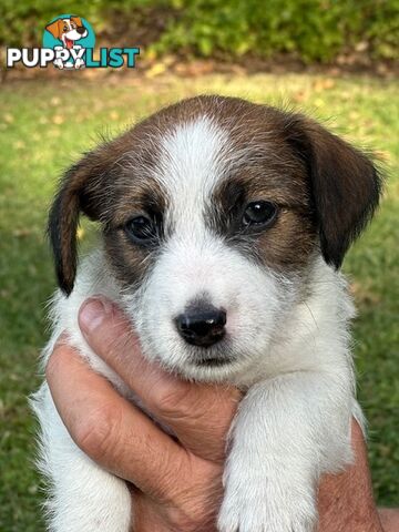 Purebred Jack Russell Wire Haired Puppies