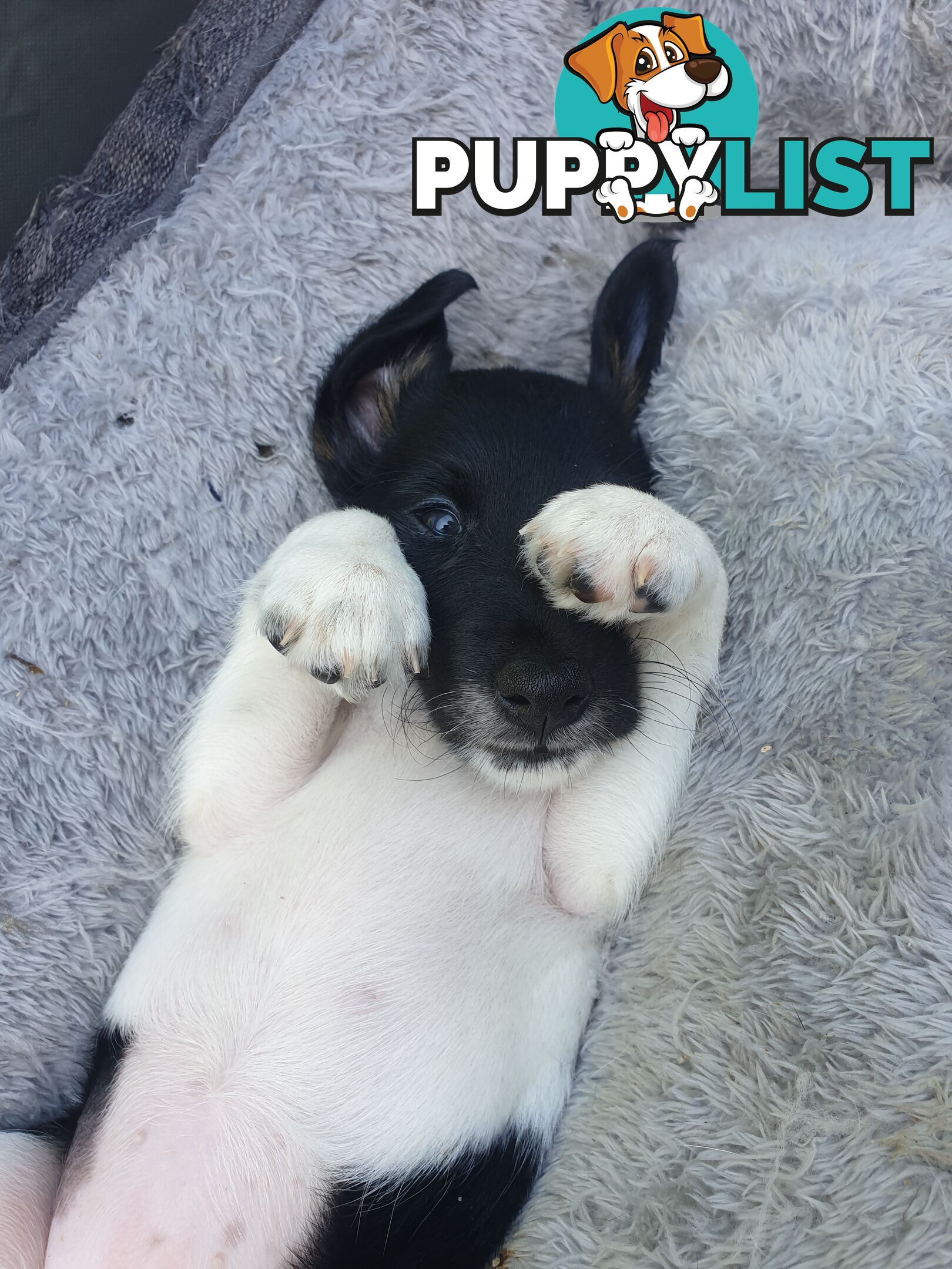 Three Fox Terrier Puppies- Black and white. Smooth hair