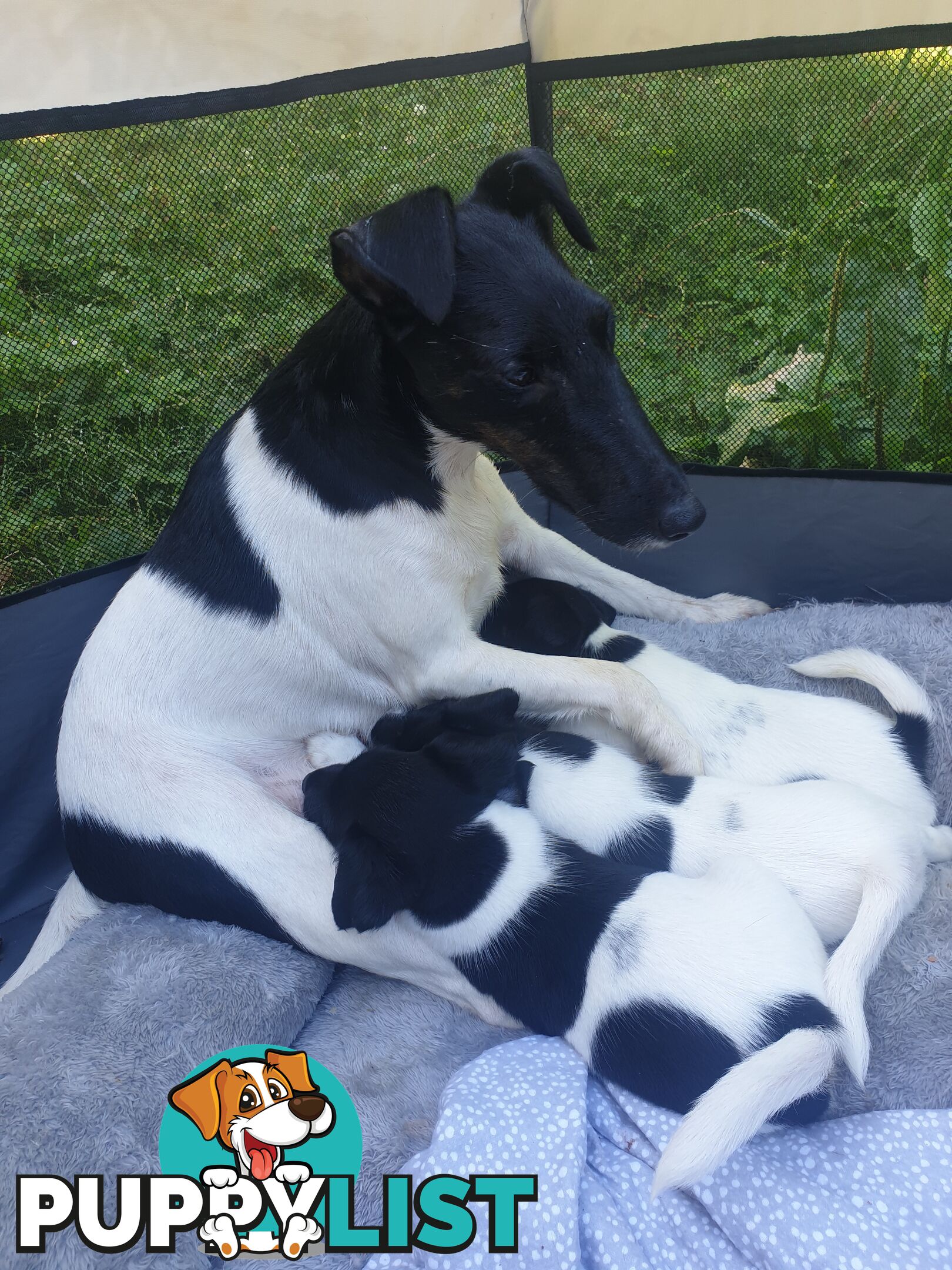 Three Fox Terrier Puppies- Black and white. Smooth hair