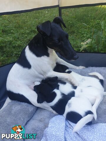 Three Fox Terrier Puppies- Black and white. Smooth hair