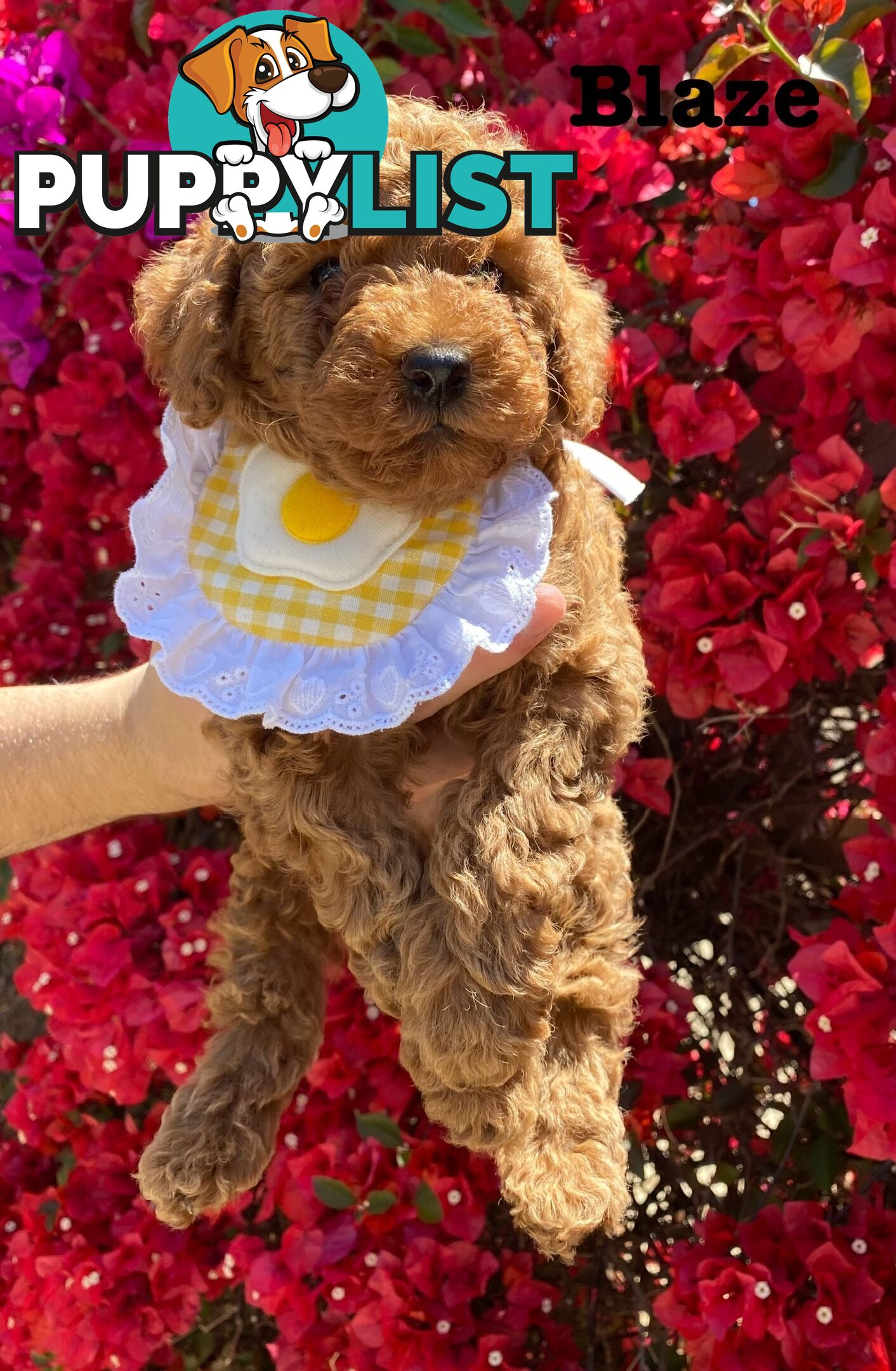 A beautiful 9-week-old Red Toy Poodle puppy with a curly coat!