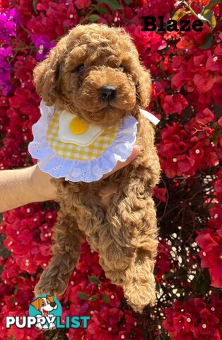 A beautiful 9-week-old Red Toy Poodle puppy with a curly coat!