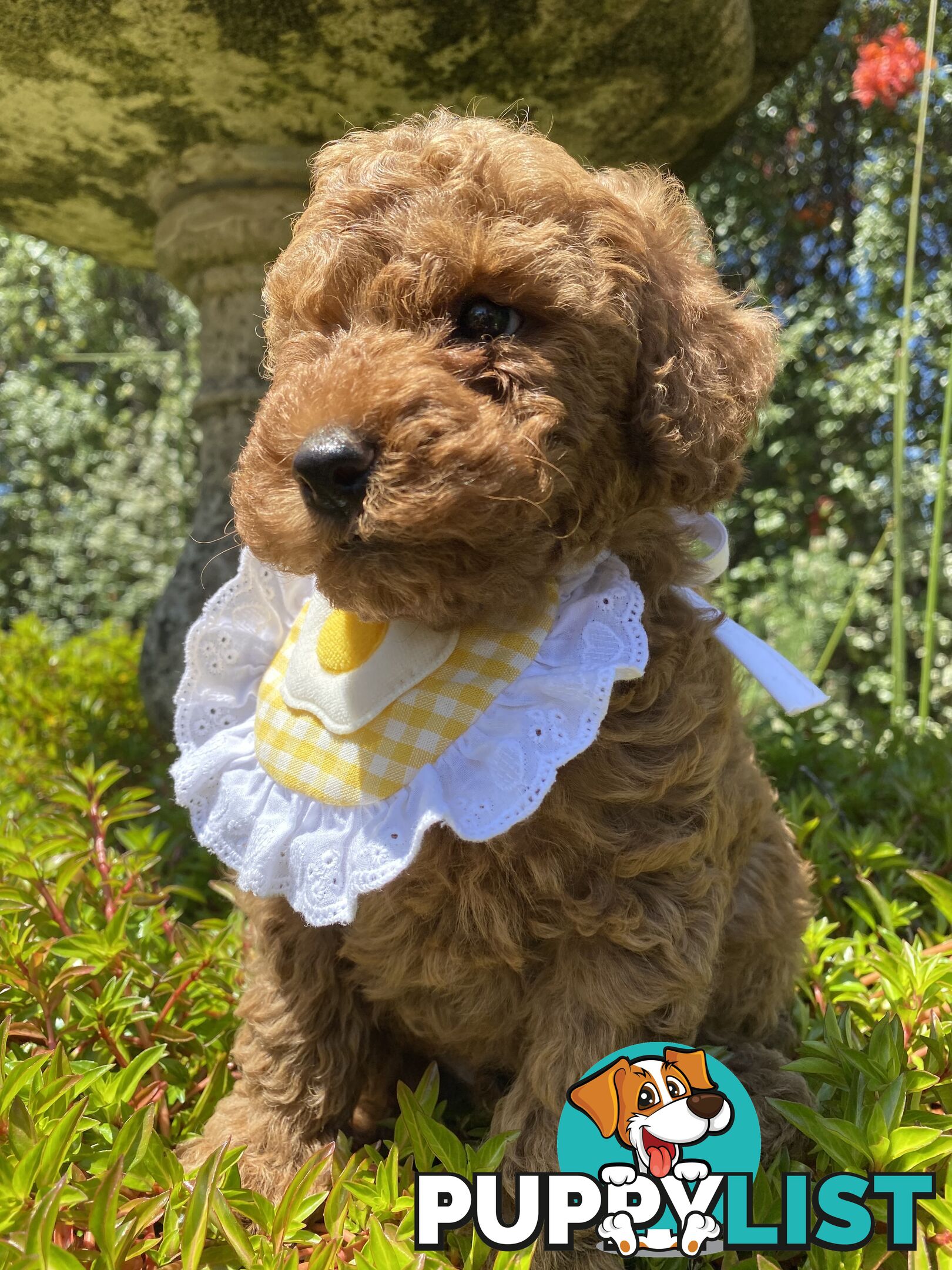 A beautiful 9-week-old Red Toy Poodle puppy with a curly coat!