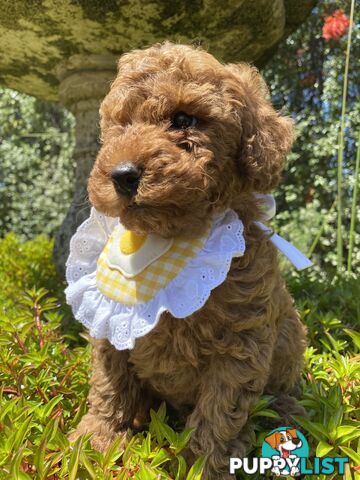 A beautiful 9-week-old Red Toy Poodle puppy with a curly coat!