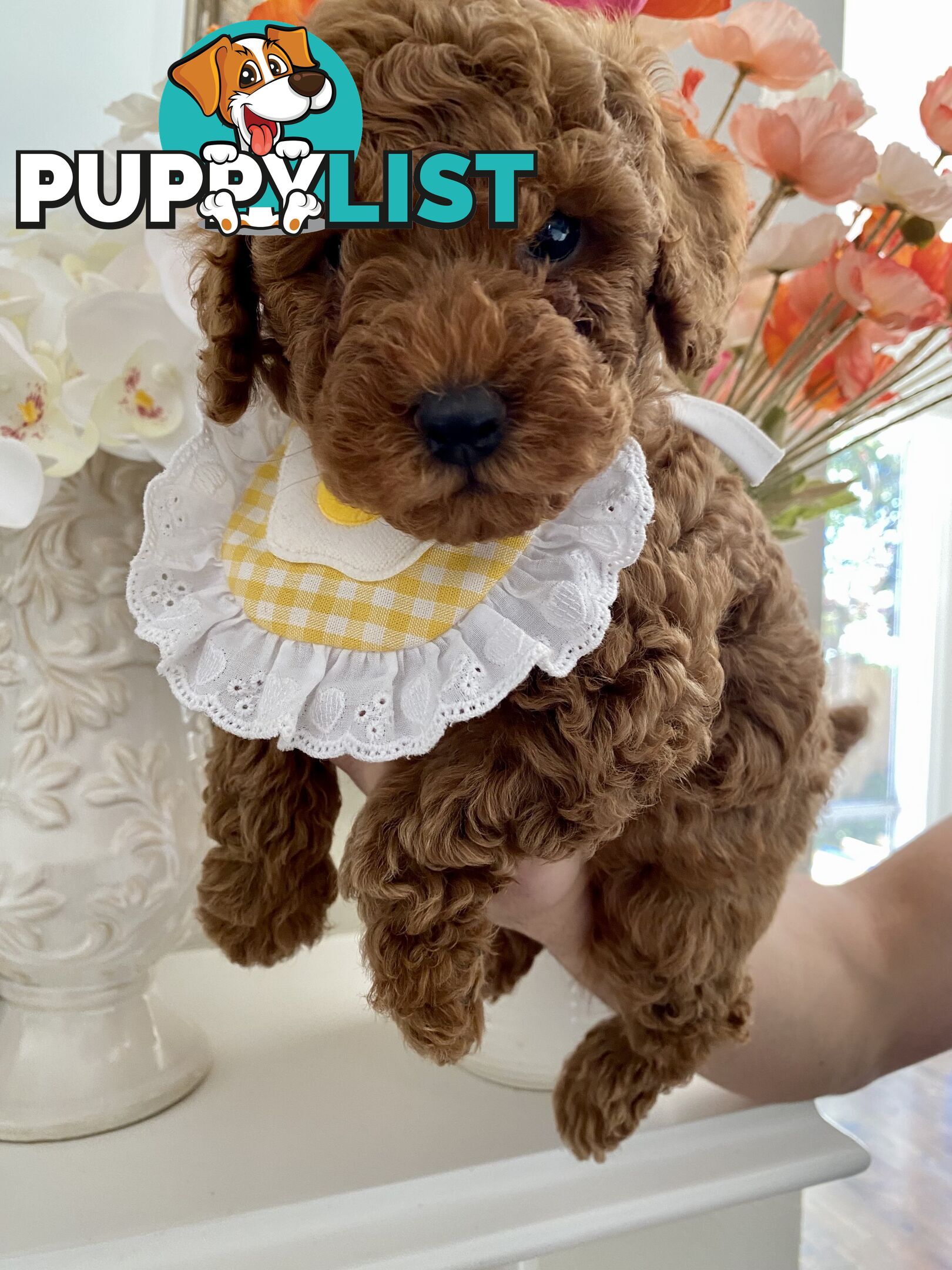 A beautiful 9-week-old Red Toy Poodle puppy with a curly coat!