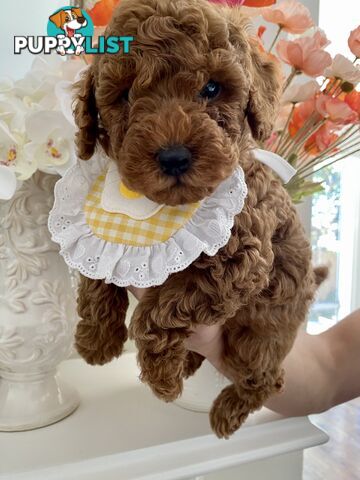 A beautiful 9-week-old Red Toy Poodle puppy with a curly coat!