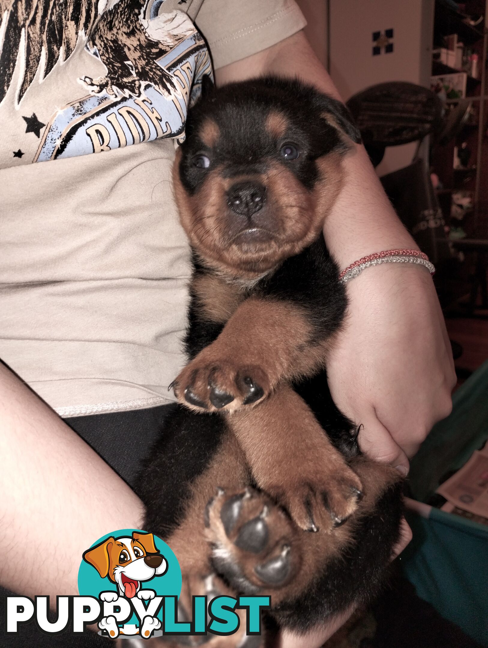 Rottweiler puppies