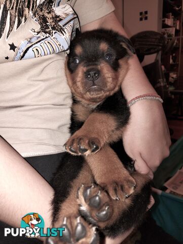 Rottweiler puppies