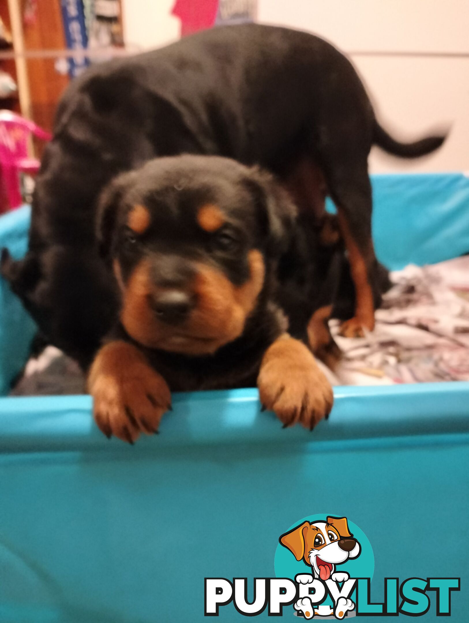 Rottweiler puppies