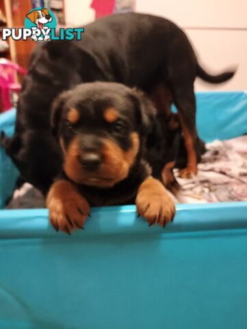 Rottweiler puppies