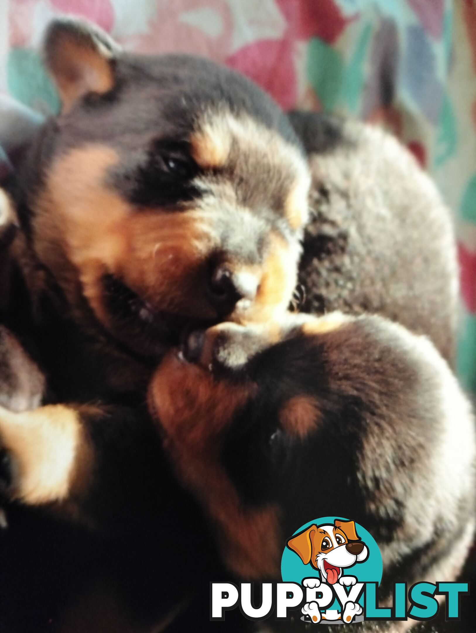 Rottweiler puppies