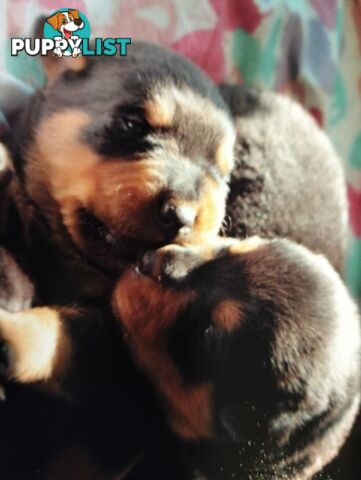 Rottweiler puppies