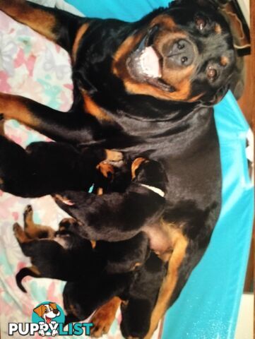 Rottweiler puppies