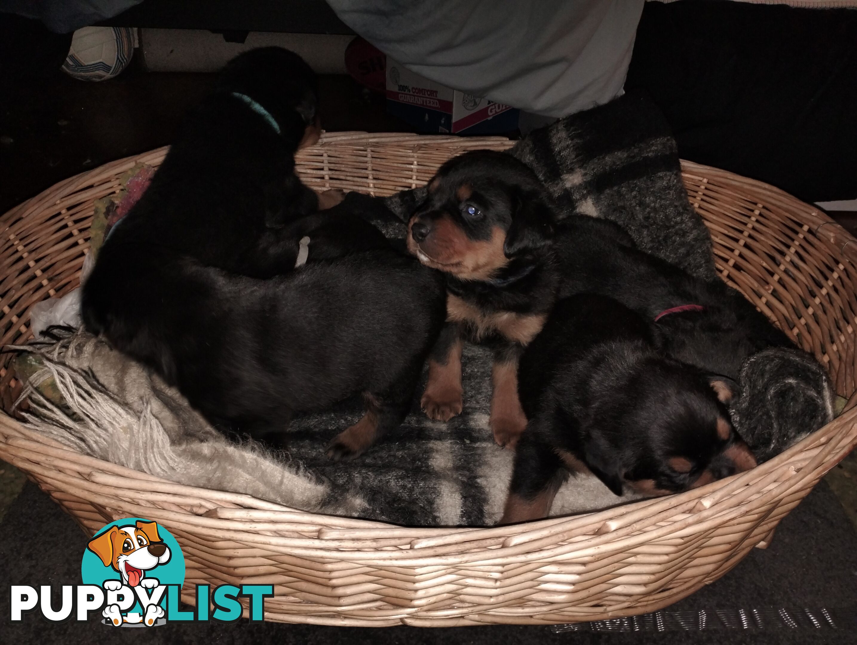 Rottweiler puppies