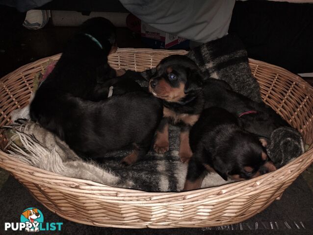 Rottweiler puppies