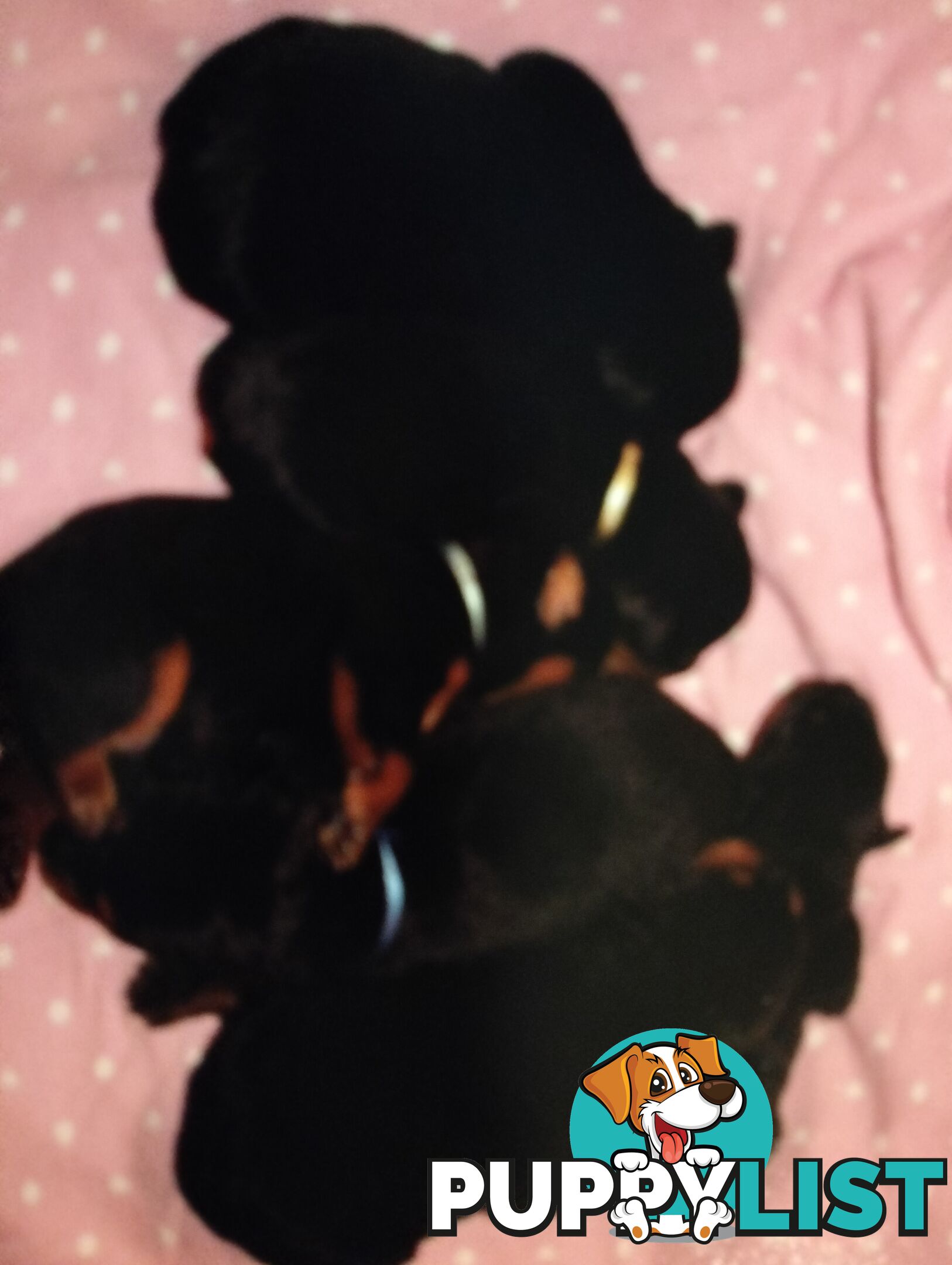 Rottweiler puppies